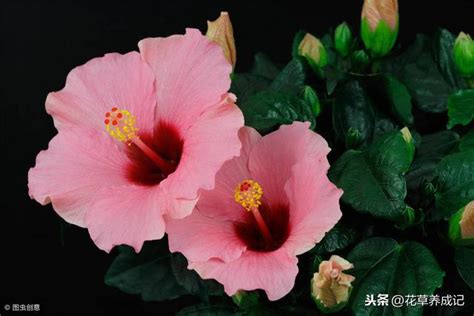 芙蓉怎麼種|【家庭有菜】芙蓉種植的四個技巧，不怕你種不起來